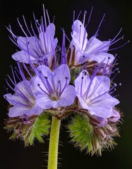 Close-up of a Phacelia flower with purple petals and long stamens.