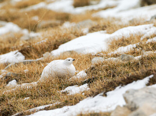 Lagopède alpin femelle (Lagopus muta) en plumage blanc d’automne dans les Alpes, évoluant entre neige, rochers et pelouses alpines