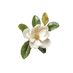 Magnolia flower and leaves