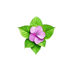 Hydrangea flower and green leaves arrangement