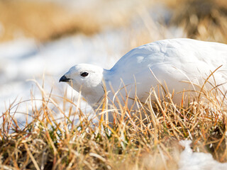 Lagopède alpin femelle (Lagopus muta) en plumage blanc d’automne dans les Alpes, évoluant entre neige, rochers et pelouses alpines
