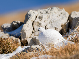 Lagopède alpin femelle (Lagopus muta) en plumage blanc d’automne dans les Alpes, évoluant entre neige, rochers et pelouses alpines