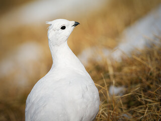 Lagopède alpin femelle (Lagopus muta) en plumage blanc d’automne dans les Alpes, évoluant entre neige, rochers et pelouses alpines
