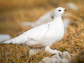 Lagopède alpin femelle (Lagopus muta) en plumage blanc d’automne dans les Alpes, évoluant entre neige, rochers et pelouses alpines