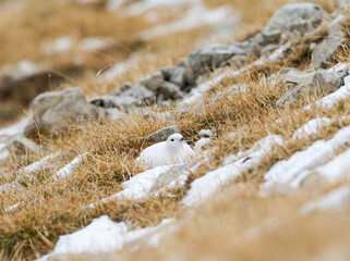 Lagopède alpin femelle (Lagopus muta) en plumage blanc d’automne dans les Alpes, évoluant entre neige, rochers et pelouses alpines