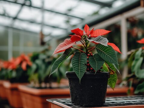Bright Poinsettia Plant with Red Leaves in Greenhouse Setting