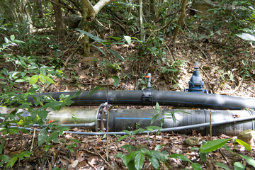 Large water pipes run through a dense forest, partially buried under leaves and greenery, with a...