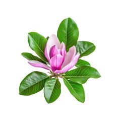Magnolia flower with leaves on Transparent Background