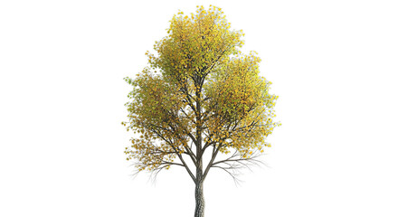 Autumn birch tree with yellow leaves isolated