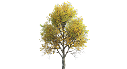 Autumn birch tree with yellow leaves isolated