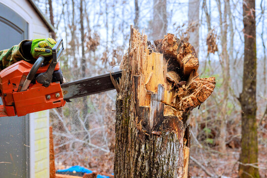 Worker uses chainsaw to cut tree stump in forest area environment bare trees fallen cutting continues.