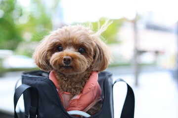 お散歩バックに入ってお出かけをしているトイ・プードル