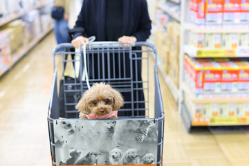 ショッピングカートに乗ってお買い物をするトイ・プードル