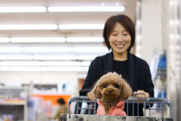 飼い主さんとショッピングモールでお買い物をするトイ・プードル