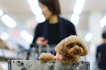 飼い主さんとショッピングモールでお買い物をするトイ・プードル