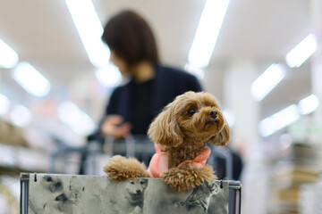 飼い主さんとショッピングモールでお買い物をするトイ・プードル