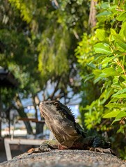 Australian water dragon lizard basking on a sunny garden wall