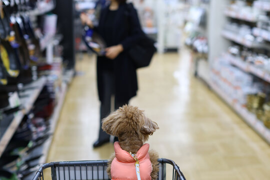 飼い主とフランパンを買いに来たトイ・プードル