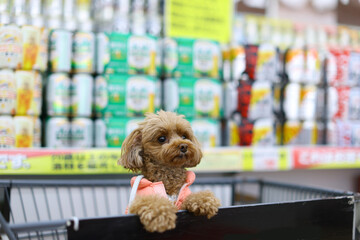 ショッピングカートに乗ってお買い物をするトイ・プードル