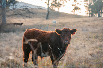 beef angus cows in a field on a farm in tasmania australia. English cattle in a meadow grazing on pasture in springtime. Green grass growing in a paddock on a sustainable agricultural ranch.