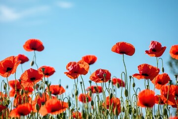 Fototapeta premium A vibrant field of red poppies sways gently under a clear blue sky, creating a stunning natural landscape.