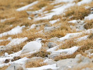 Lagopède alpin mâle (Lagopus muta) en plumage blanc d’automne dans les Alpes, évoluant entre neige, rochers et pelouses alpines