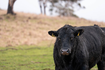 beef angus cows in a field on a farm in tasmania australia. English cattle in a meadow grazing on pasture in springtime. Green grass growing in a paddock on a sustainable agricultural ranch.