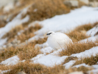 Lagopède alpin mâle (Lagopus muta) en plumage blanc d’automne dans les Alpes, évoluant entre neige, rochers et pelouses alpines