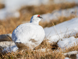 Lagopède alpin mâle (Lagopus muta) en plumage blanc d’automne dans les Alpes, évoluant entre neige, rochers et pelouses alpines