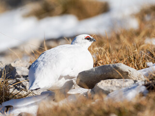 Lagopède alpin mâle (Lagopus muta) en plumage blanc d’automne dans les Alpes, évoluant entre neige, rochers et pelouses alpines