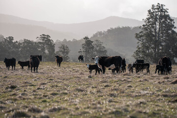 beef angus cows in a field on a farm in tasmania australia. English cattle in a meadow grazing on pasture in springtime. Green grass growing in a paddock on a sustainable agricultural ranch.