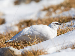 Lagopède alpin mâle (Lagopus muta) en plumage blanc d’automne dans les Alpes, évoluant entre neige, rochers et pelouses alpines