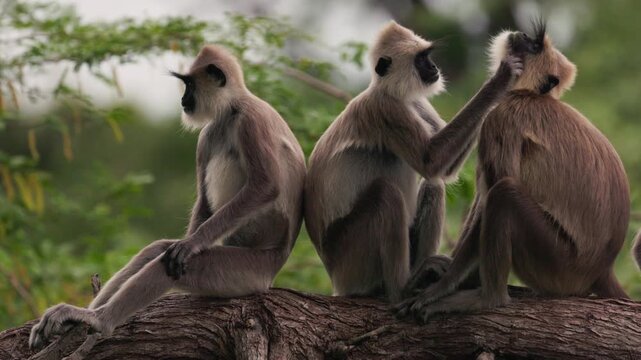 Gray langurs lat. Semnopithecus priam sit on a tree branch in Sri Lanka, gently grooming each other and showing peaceful social behavior in tropical jungle wildlife in slow motion video.