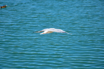 Graceful Seagull Flying Above Shimmering Reflection of the Danube River Surface