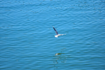 Fototapeta premium Seagull Gliding Gracefully Over Calm Danube River Reflecting Blue Sky