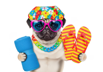 Cute pug dog wearing a colorful hat and heartshaped sunglasses, holding a towel and flipflops isolated on transparent background