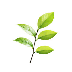 Tea branch with green leaves
