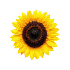 Isolated sunflower on Transparent Background
