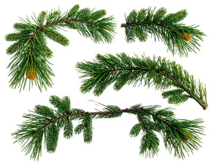 Naklejka premium Four evergreen branches with small cones on black background