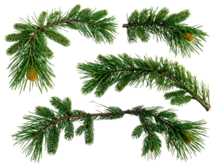 Four evergreen branches with small cones on black background