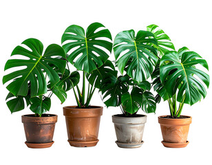 Obraz premium Four potted houseplants with large, split green leaves