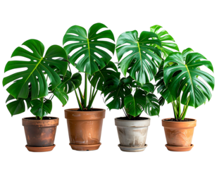 Four potted houseplants with large, split green leaves