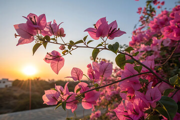 beautiful flowers in the sun