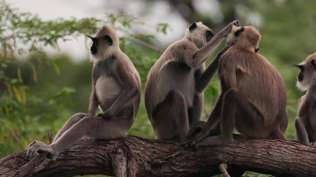 Gray langurs lat. Semnopithecus priam sit on a tree branch in Sri Lanka, gently grooming each other and showing peaceful social behavior in tropical jungle wildlife in slow motion video.