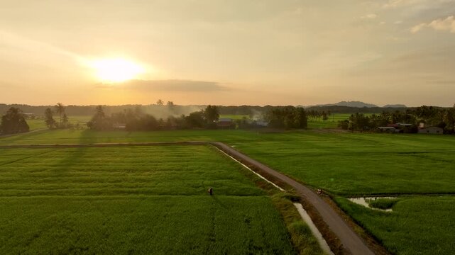 The green atmosphere in the rice fields at sunset.