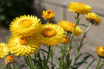 Yellow chrysanthemum flowers