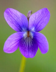 Close-up of a Vibrant Purple Violet Flower in Full Bloom.