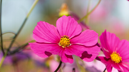 秋の青空を背景に咲き誇る鮮やかなピンク色のコスモスとコピースペース