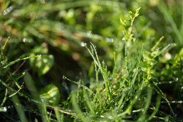 Fresh green grass with morning dew in sunlight