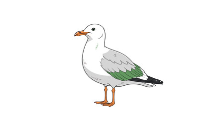 Obraz premium A common gull standing still on a white background.